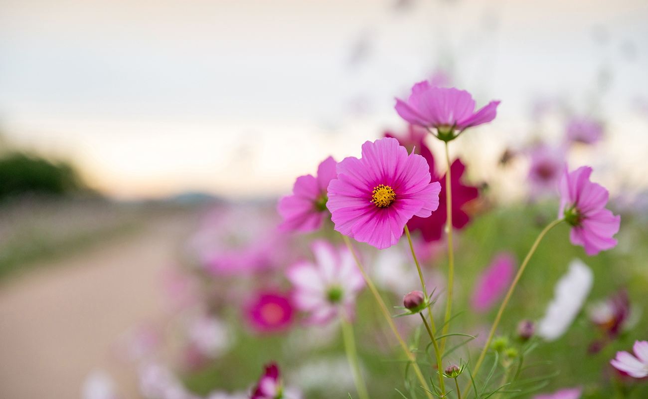 포레스트 가든 티하우스